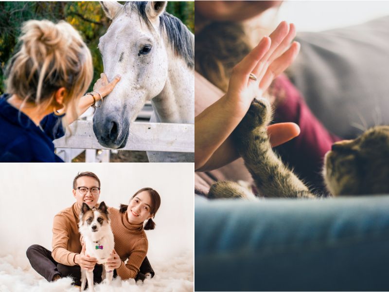RELATION AUX ANIMAUX:SELF